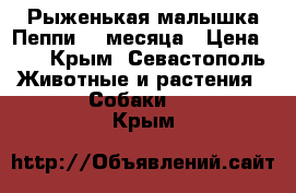 Рыженькая малышка Пеппи. 4 месяца › Цена ­ 1 - Крым, Севастополь Животные и растения » Собаки   . Крым